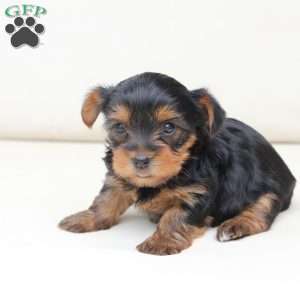 Bailey, Yorkie Puppy