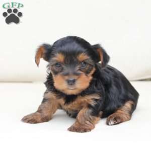 Bailey, Yorkie Puppy