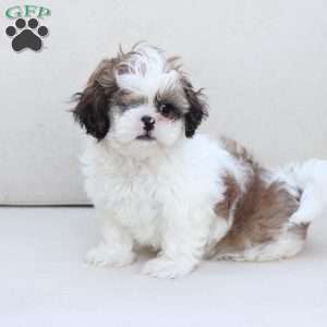 Star, Shih Tzu Puppy
