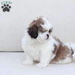 Star, Shih Tzu Puppy