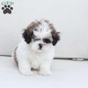 Star, Shih Tzu Puppy