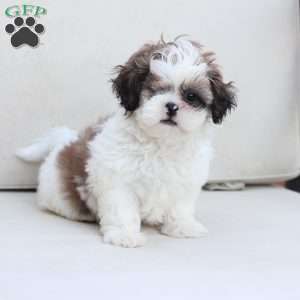 Star, Shih Tzu Puppy