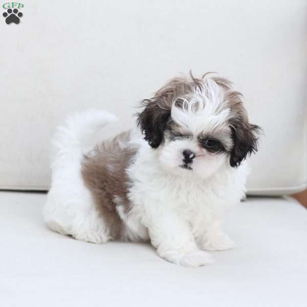 Star, Shih Tzu Puppy