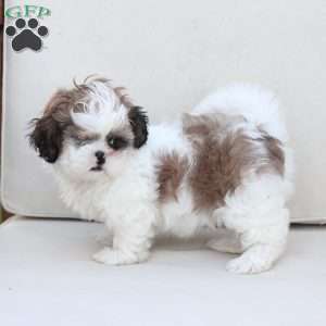 Star, Shih Tzu Puppy