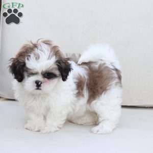 Star, Shih Tzu Puppy