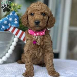 Willow, Goldendoodle Puppy