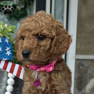 Willow, Goldendoodle Puppy
