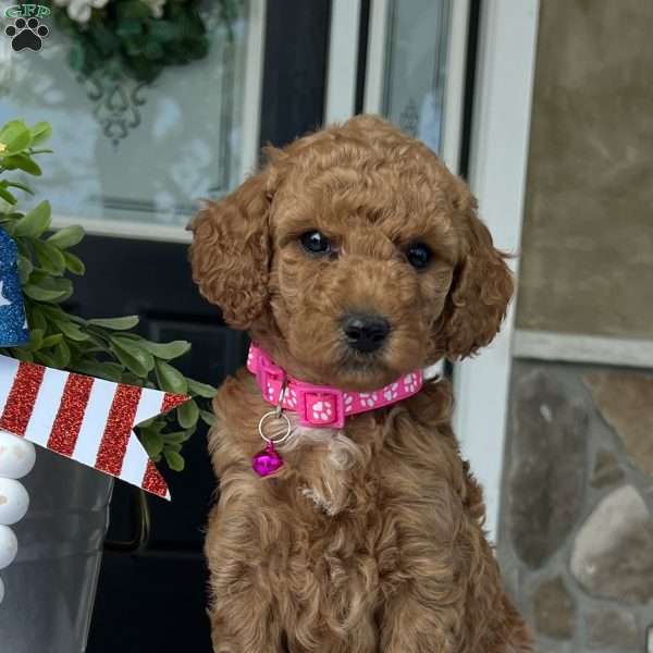 Willow, Goldendoodle Puppy