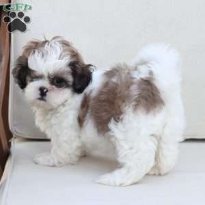 Star, Shih Tzu Puppy