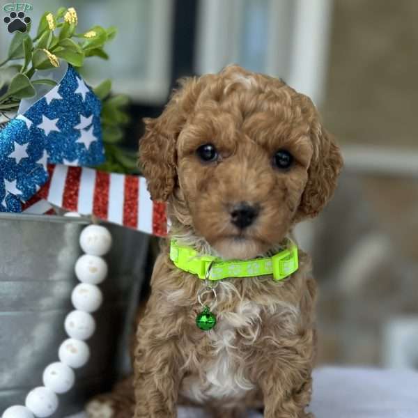 Winnie, Goldendoodle Puppy