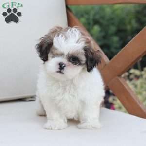 Star, Shih Tzu Puppy