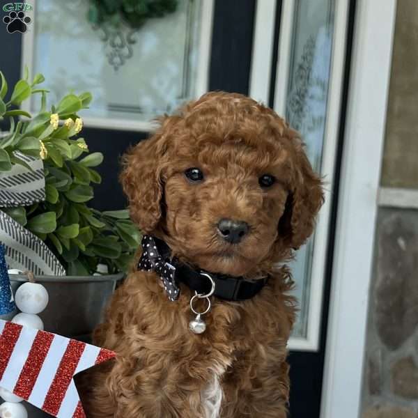 Winston, Goldendoodle Puppy