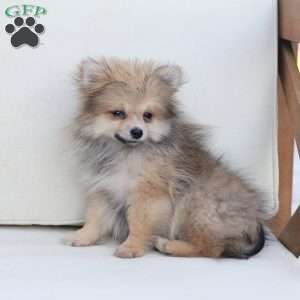 Jack, Pomeranian Puppy