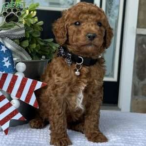 Winston, Goldendoodle Puppy