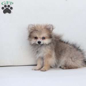 Jack, Pomeranian Puppy
