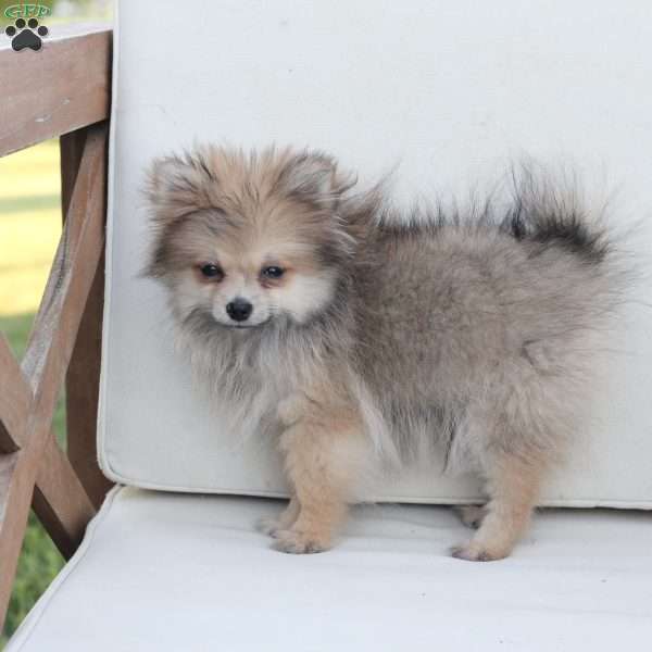 Jack, Pomeranian Puppy
