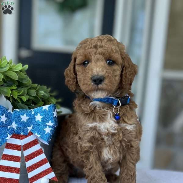 Wade, Goldendoodle Puppy