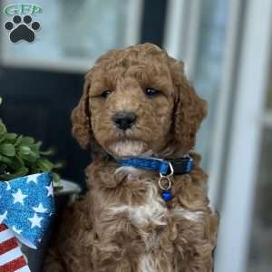 Wade, Goldendoodle Puppy