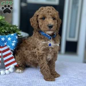 Wade, Goldendoodle Puppy