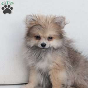 Jack, Pomeranian Puppy