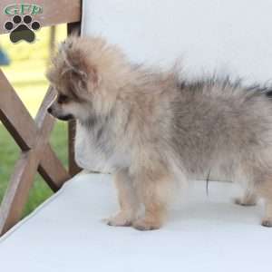 Jack, Pomeranian Puppy
