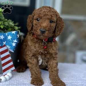 Walker, Goldendoodle Puppy
