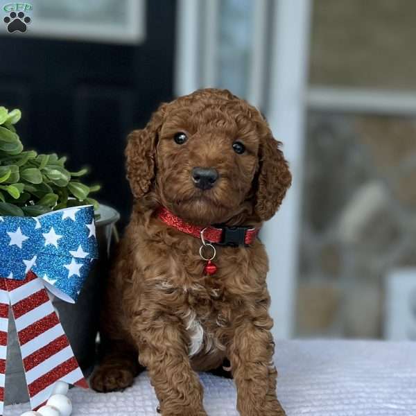 Walker, Goldendoodle Puppy
