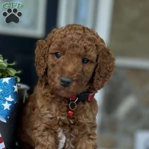 Walker, Goldendoodle Puppy
