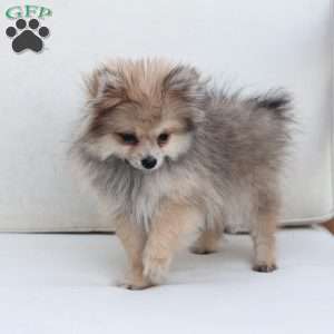 Jack, Pomeranian Puppy