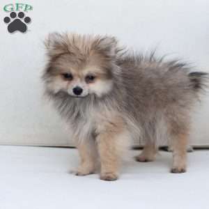 Jack, Pomeranian Puppy