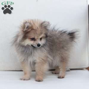 Jack, Pomeranian Puppy