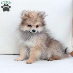 Jack, Pomeranian Puppy