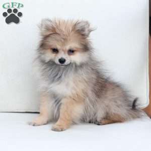 Jack, Pomeranian Puppy