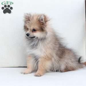 Jack, Pomeranian Puppy
