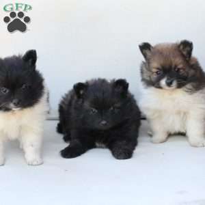 Bear, Pomeranian Puppy
