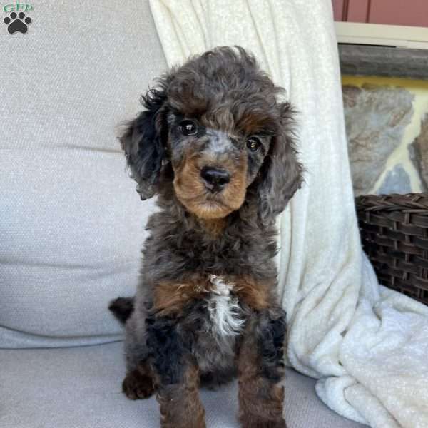 Cooper, Standard Poodle Puppy