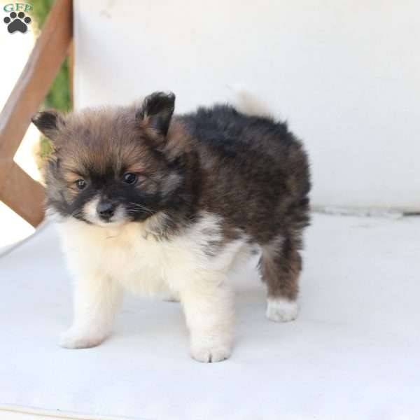 Cocoa, Pomeranian Puppy