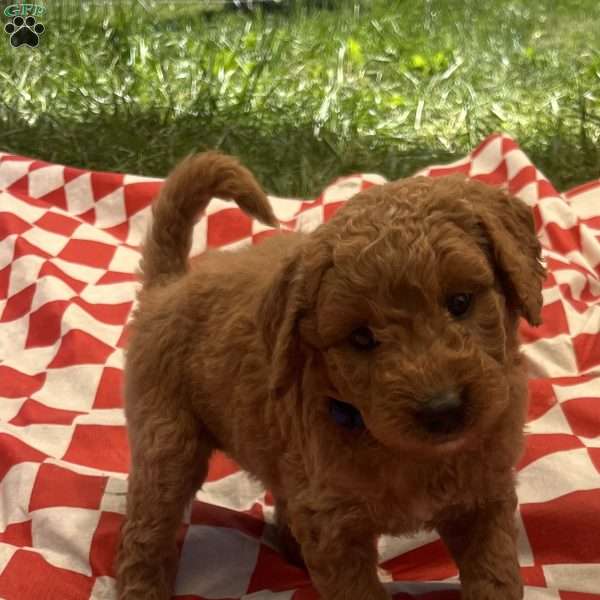 Chloe-F1B, Goldendoodle Puppy