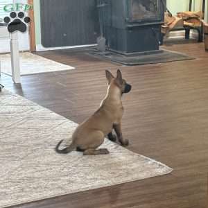 Juneau, Belgian Malinois Puppy
