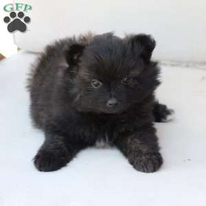 Bear, Pomeranian Puppy