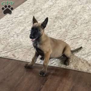 Juneau, Belgian Malinois Puppy