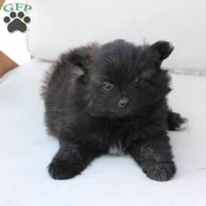 Bear, Pomeranian Puppy