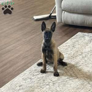 Juneau, Belgian Malinois Puppy