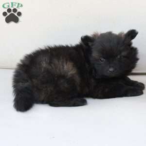 Bear, Pomeranian Puppy