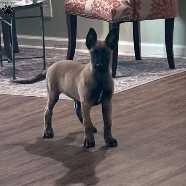 Juneau, Belgian Malinois Puppy