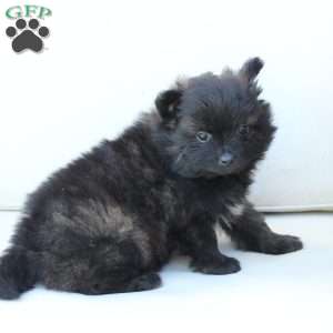 Bear, Pomeranian Puppy