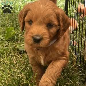 Jerry-F1B, Goldendoodle Puppy