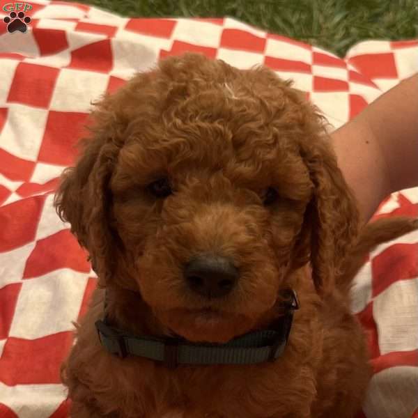 Tom-F1B, Goldendoodle Puppy