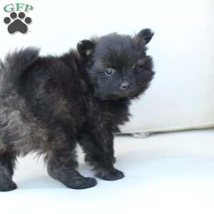 Bear, Pomeranian Puppy