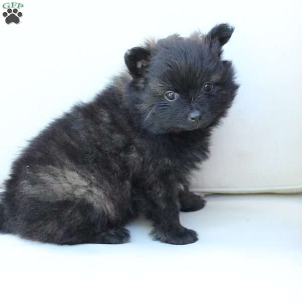Bear, Pomeranian Puppy
